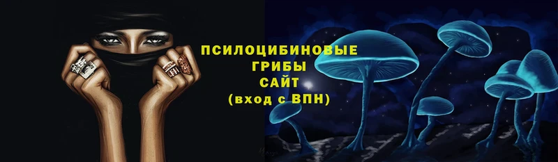 Галлюциногенные грибы Psilocybe  это клад  Нелидово  купить наркоту 